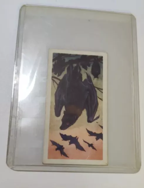 Brooke Bond Asian Wild Life #9 Malay Fruit Bat Tea Card (CC119)