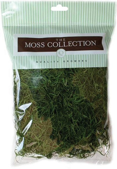 Cultivadores de calidad preservado musgo español 108,5 pulgadas cúbicas verde manzana