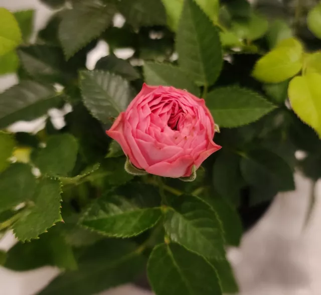 Pink Miniature Rose Live Plant