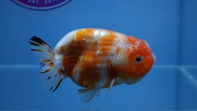 Live Fancy Goldfish Sakura Ranchu Female