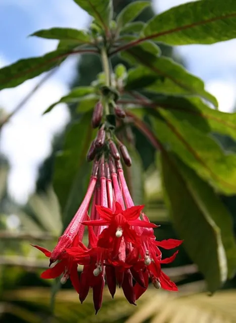Fuchsia boliviana (Bolivian/Peruvian Fuchsia) - 30 seeds