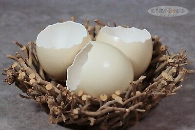 Huevo de avestruz schlupfschale disolverá huevos naturaleza decorativas huevos de pascua osterdeko jarrón