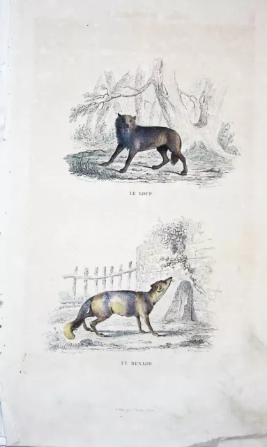 Lithographie Colorise Ma L Main  Tire De Buffon 1834 Le Loup Et Le Renard