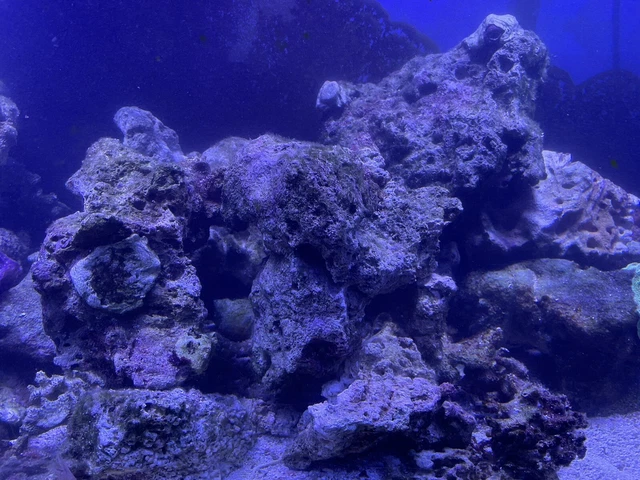 Fiji Live Rock - 25 Pounds