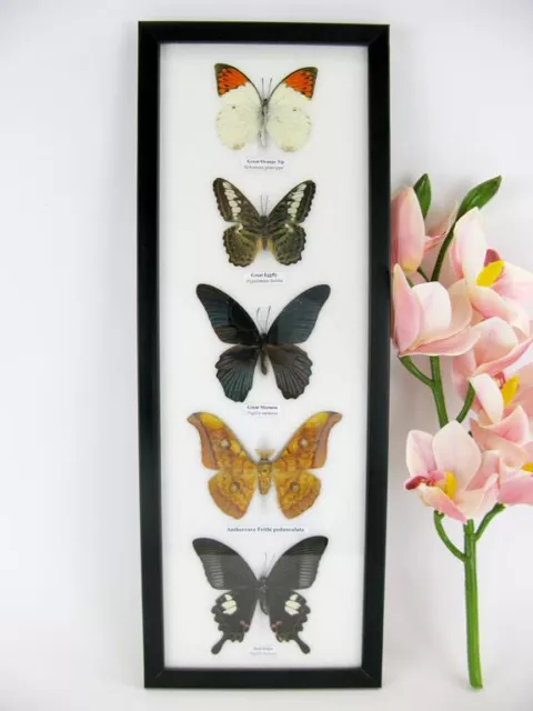 5 beautiful butterflies in XL showcase - framed - real - taxidermy - nice - G18
