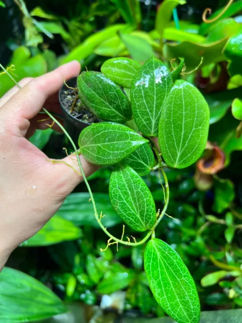 Hoya fitchii Wachsblume