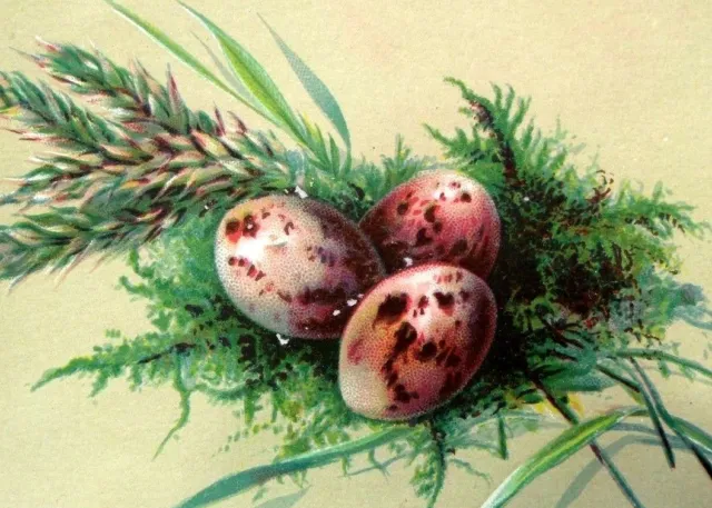 Fabulous Colored Eggs of Tree Pipit Easter Eggs Victorian Trade Card Y3