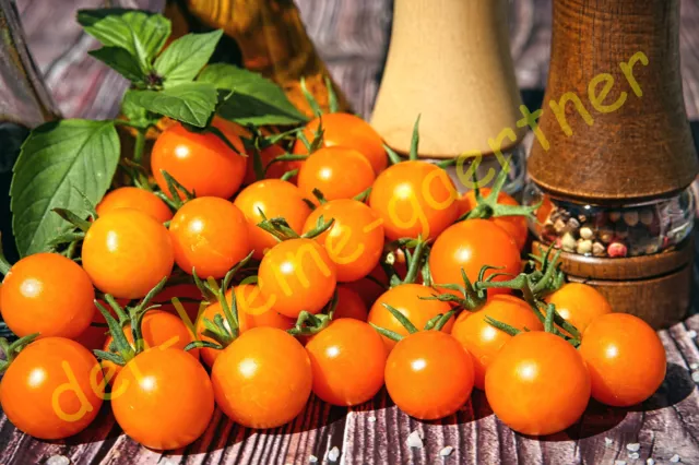 TOMATE ORANGE CHERRY CHERRYTOMATE KIRSCHTOMATEN SAFTIG SÜß LECKER 10 SAMEN