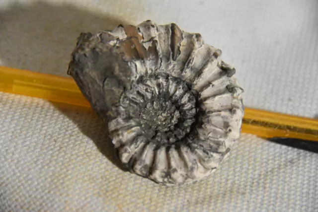 grande ammonite Pleuroceras spinatum pliensbachien  de Bayern