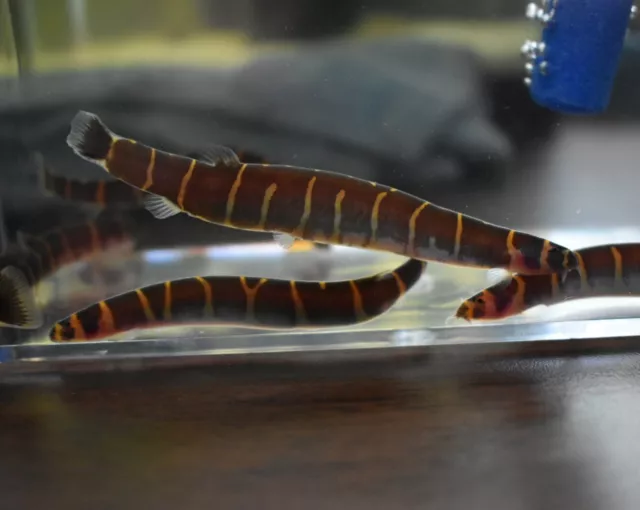 Live Kuhli Loach (Pack of 3 Tropical Freshwater Aquarium Fish) *PLS READ DESCR*