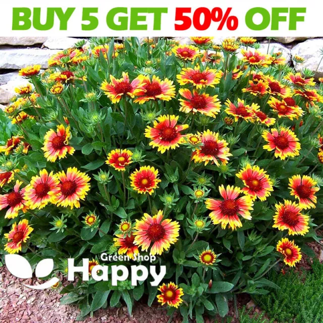 BLANKET FLOWER TALL BICOLOR - 330 seeds - Gaillardia aristata - PERENNIAL FLOWER