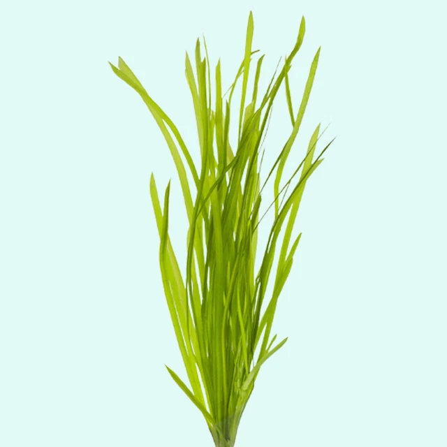 BUY 2 GET 1 FREE Valisnaria Spiralis Italian Bunch Live Aquarium Plants