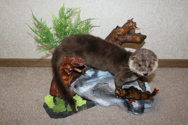 RIVER OTTER LIFE-SIZE, "Taxidermy Mount" and "Cabin Decor" £540.28