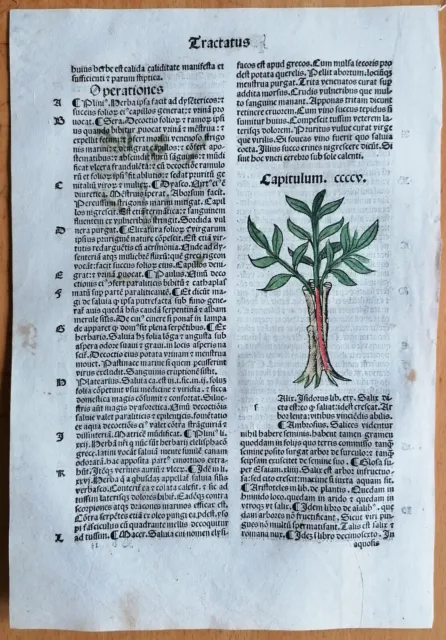 Original Post Inkunabel Hortus Sanitatis Koloriert Salix Venedig 1511