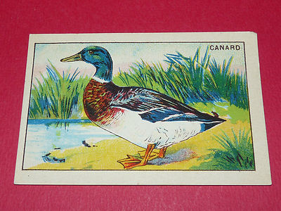 Chromo Grande Image Ecole Bon Point 1920-1930 Animaux sauvages Le Blaireau 