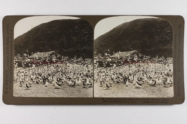 US USA Kalifornien Los Angeles Tauben 1905 Foto Stereo Vintage