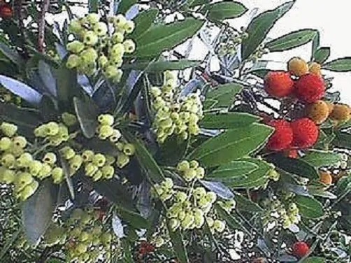 Arbutus Erdbeerbaum liefert gesunde Früchte übers ganze Jahr // frische Samen