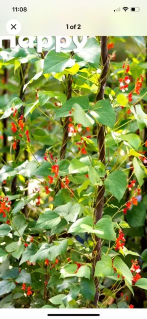 50 Mixed Runner Bean Seeds…..ENORMA….SCARLET EMPEROR…..WHITE LADY