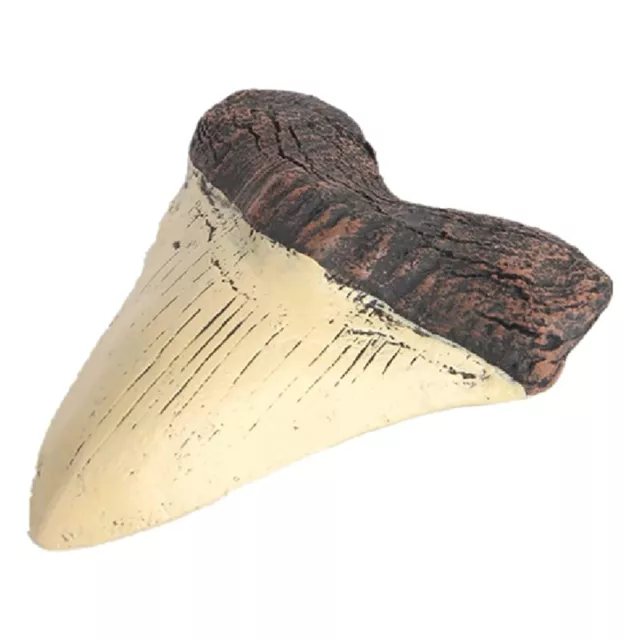 Megalodon  Tooth  Giant  Tooth Megalodon Tooth Resin  B9C16105