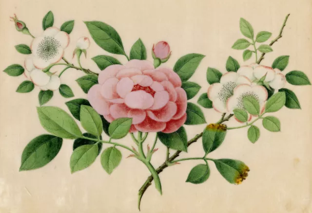 Antique peinture de la moelle chinoise du XIXe siècle - Old Blush China Rose ...