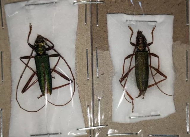 Chloridolum japonicum, 1 pair, scarce longhorn beetles from Japan