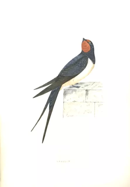 F. O. MORRIS - 3rd EDITION - c. 1891  - SWALLOW - 84 - HANDCOLORED