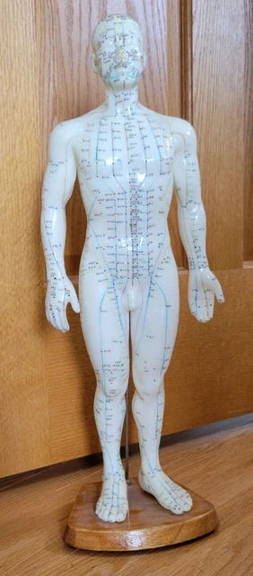 Human Body Acupuncture Model  Meridians Book Chinese Medicine 18-19 inches