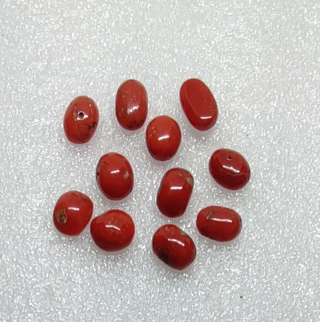 Branche De Corail Rouge Naturel Méditerranéen - 20 Carats - Certifié IGI - Italie - Neuf Sans Emballage