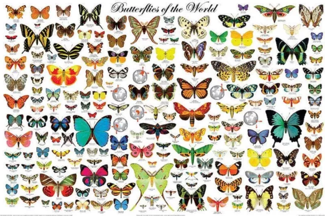 The Butterflies of the World Educational Science Classroom Chart Poster 24x36