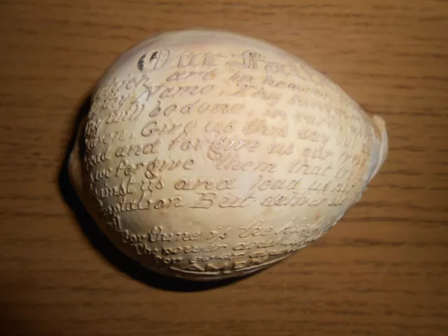 Vintage 1920-1930 Tiger Cowrie Sea Shell With Lords Prayer Inscription!