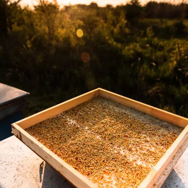 Blütenpollen / Pollen / reines Naturprodukt / alle Größen / kostenloser Versand