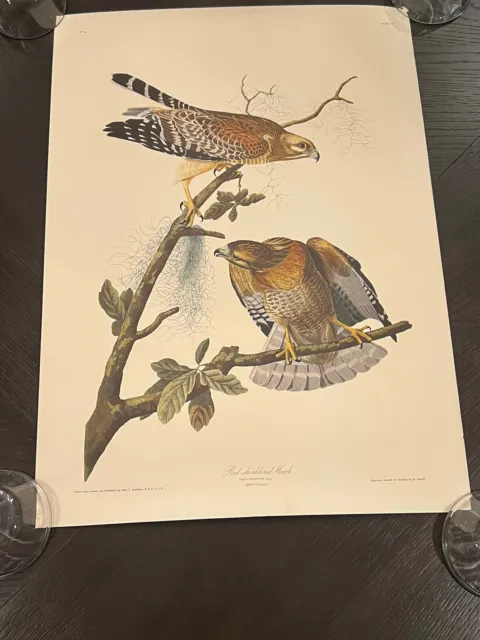 Red-shouldered Hawks Birds of America Print by John James Audubon 1937