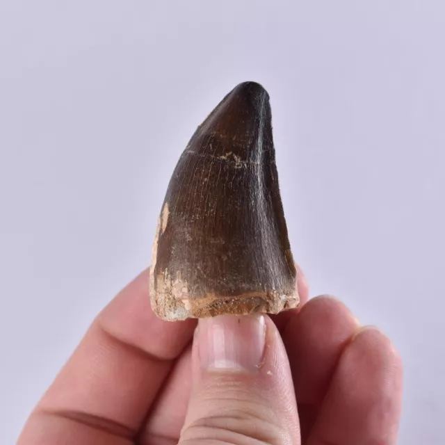 XL Fossil Mosasaur Tooth - Dinosaur Tooth - Cretaceous - Morocco - Mosasaurus