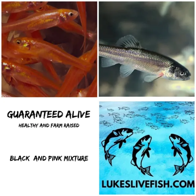 99+ LIVE FEEDER Fish PINK Tuffies Rosie Reds Fathead Minnow GUARANTEE ALIVE  $39.99 - PicClick