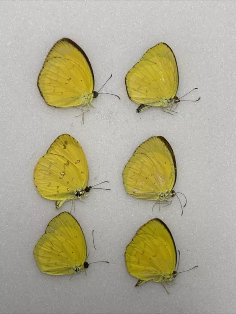 Butterfly - Eurema species x 6 - Tanzania