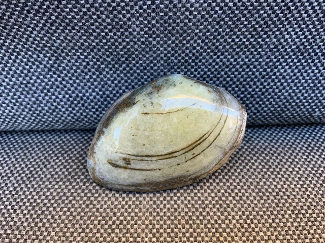 Rare Polished Fossil Bivalve Scunthorpe UK Cardinia sp 200 Million Years Old !