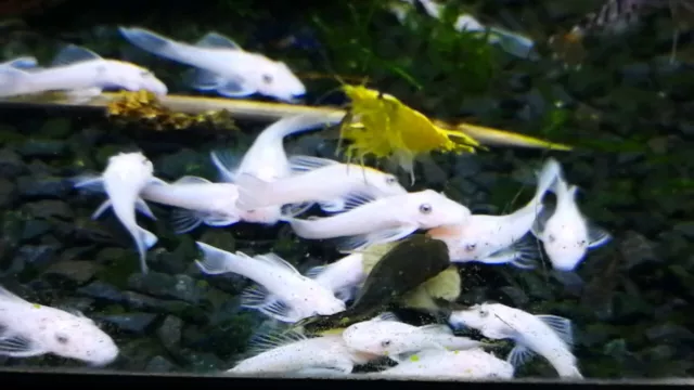 1 x Snow White Bristlenose Pleco Ancistrus sp. Live Aquarium Fish