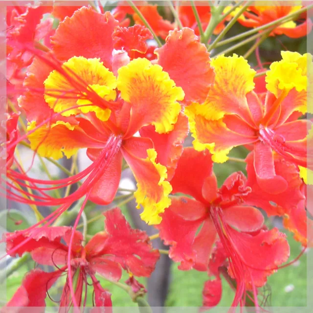 10 graines de Flamboyant nain - (Caesalpinia pulcherrima) - Barbados pride