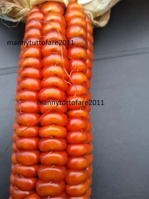 Congelato Soprannome Attore Farina Di Mais Pignoletto Rosso Jabeth Wilson Penden - Foto 8