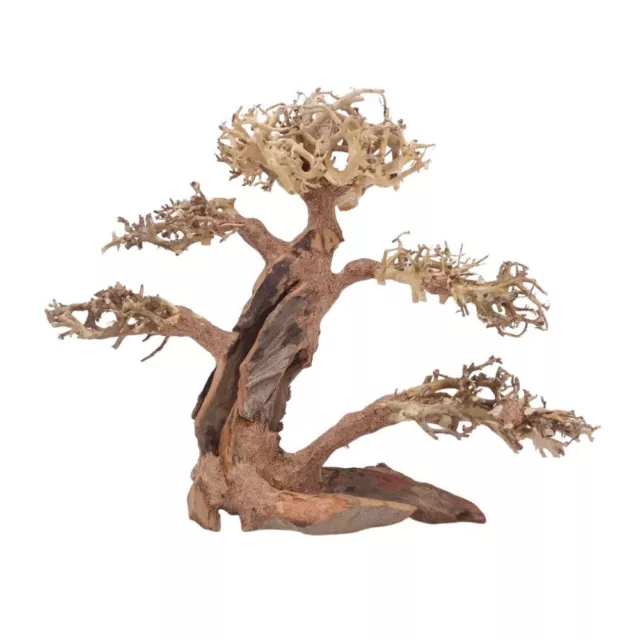 XL Bonsaï Arbre Nr.12057 Racine Bois Aquarium Déco Aquascaping Nature Oriental