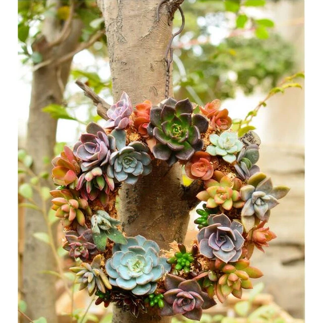 Ringform Rack Pflanzenhalter Wandbehang Kunst Dekoration 15cm Runde Form