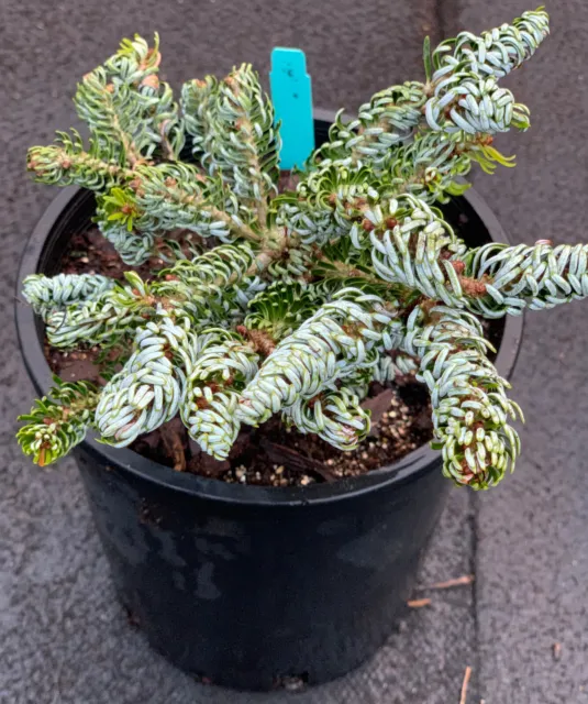 Abies koreana 'Ice Breaker'