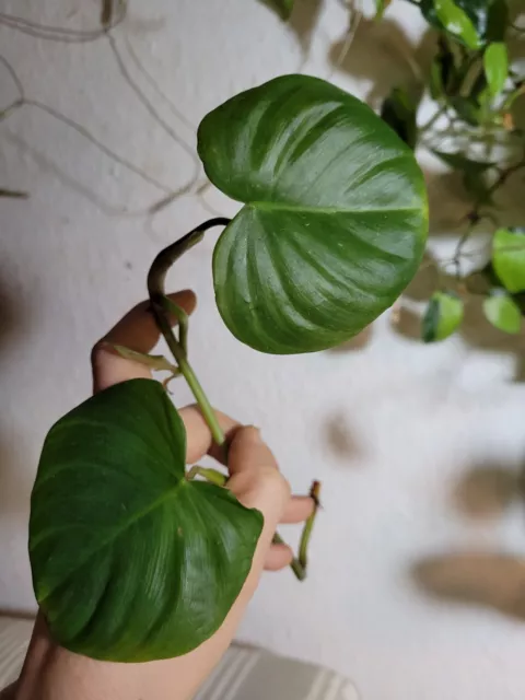 Philodendron Wernerii X Nangaritense