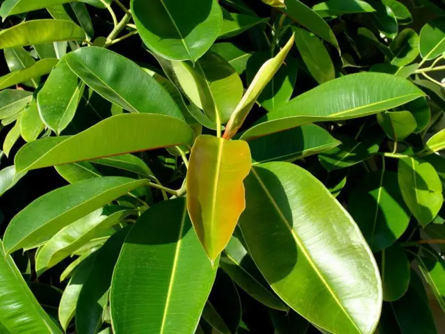 Ficus elastica - Rubber Plant / Rubber Fig - 500 seeds