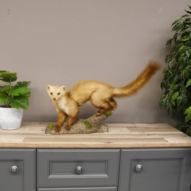 Garduña Preparado Taxidermy en Rama para Animales Altura 40CM Decoración