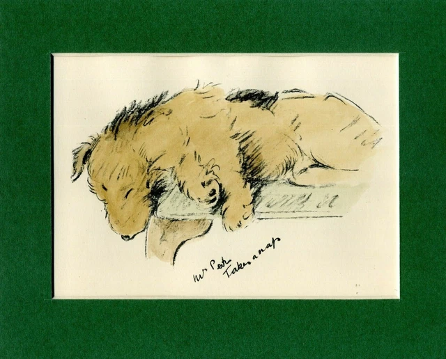Lucy Dawson ~ Welsh Terrier ~ Hand Coloured Print Genuine Vintage 1939