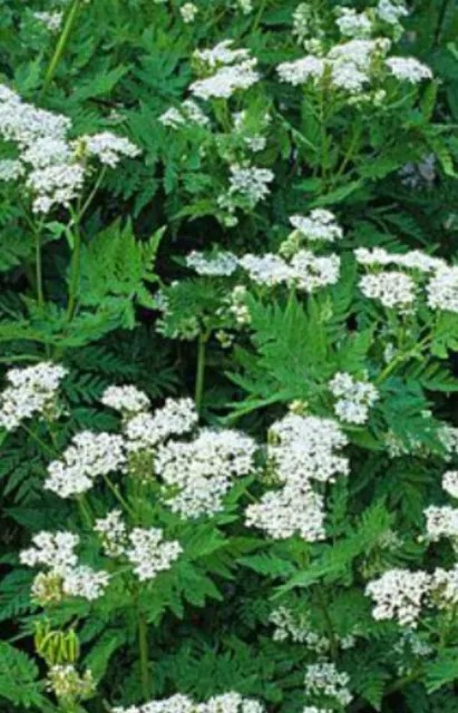 Sweet Cicely Seeds. Myrrhis Odonata.