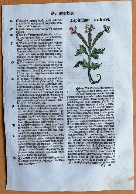Original Post Inkunabel Hortus Sanitatis Koloriert Verbena Venedig 1511