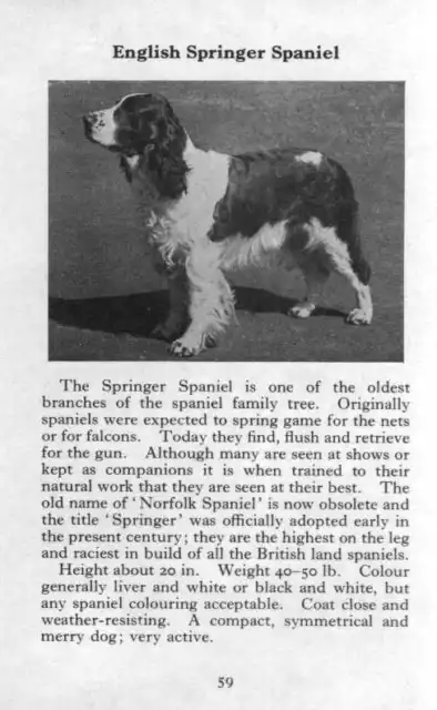 English Springer Spaniel - 1970 Vintage Dog Art Photo Print - Matted GIFT