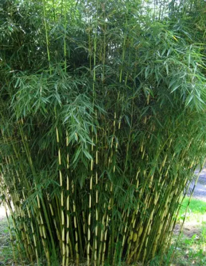 Fargesia robusta Campbell. Clumping hardy bamboos in 10 litre pot plants. Plant